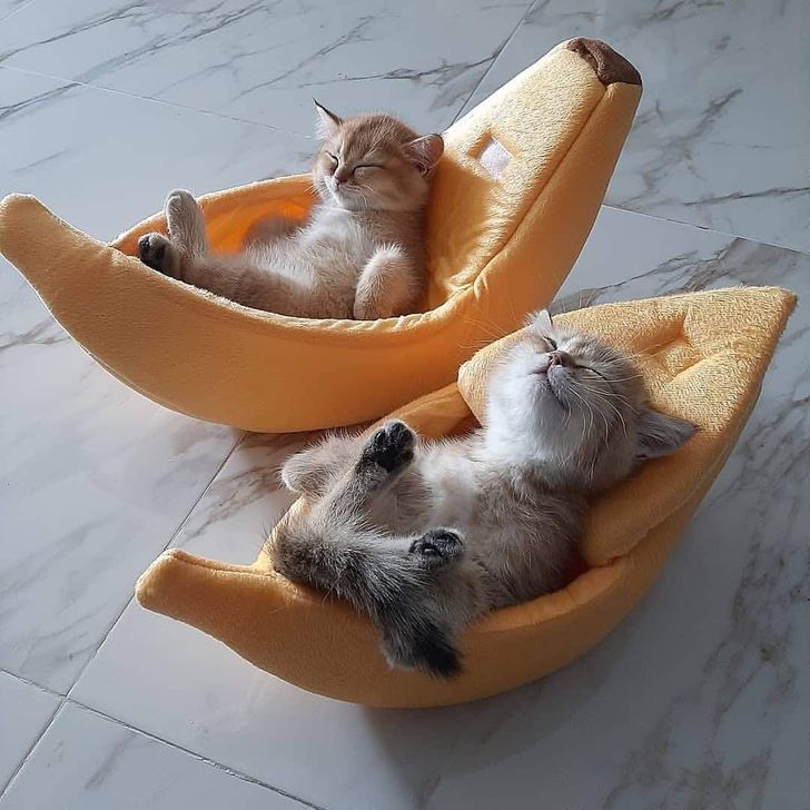 Cats in banana