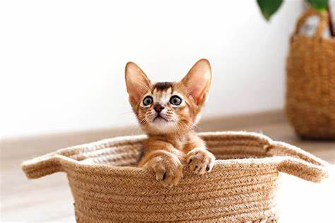 basket cat