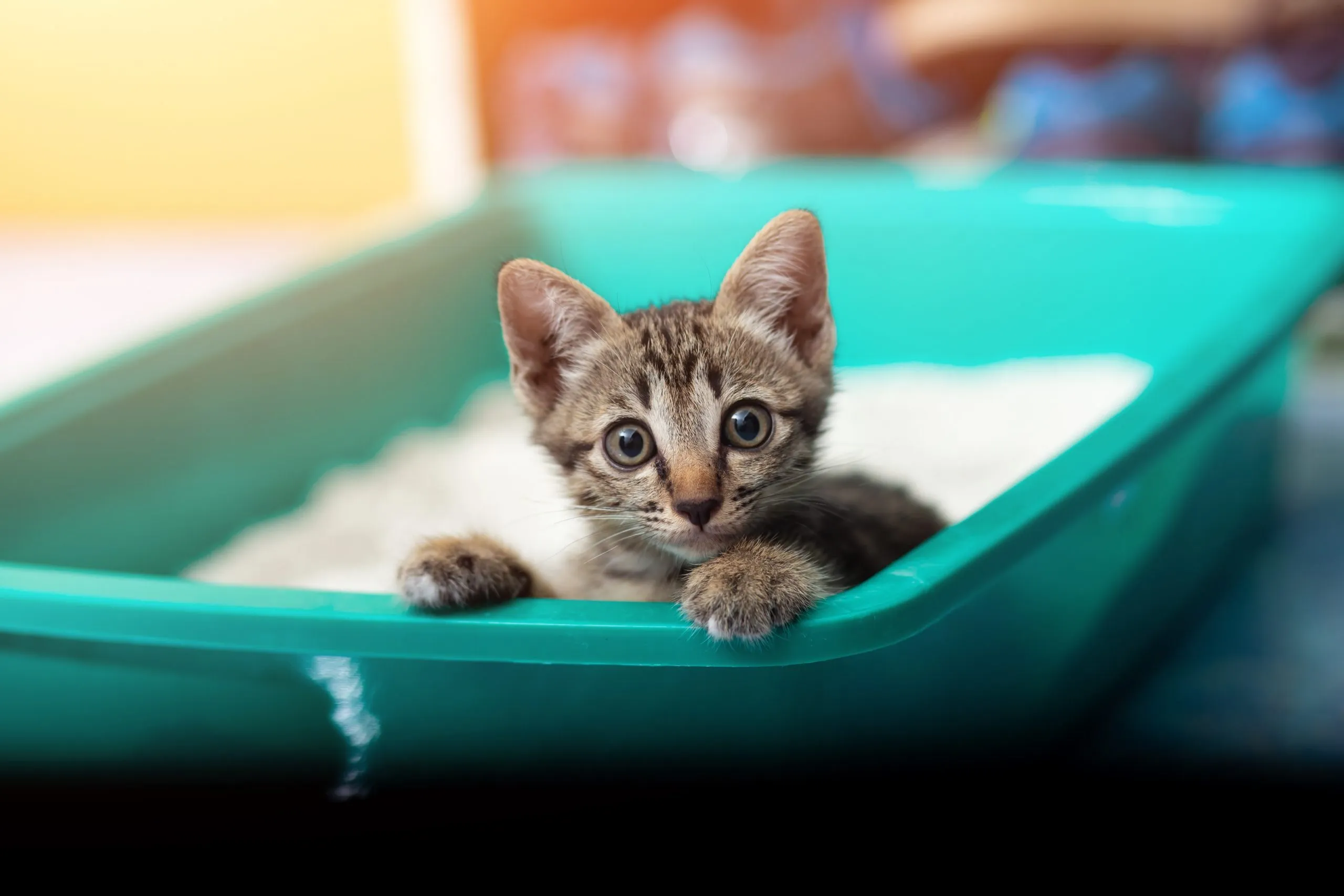 litter cat