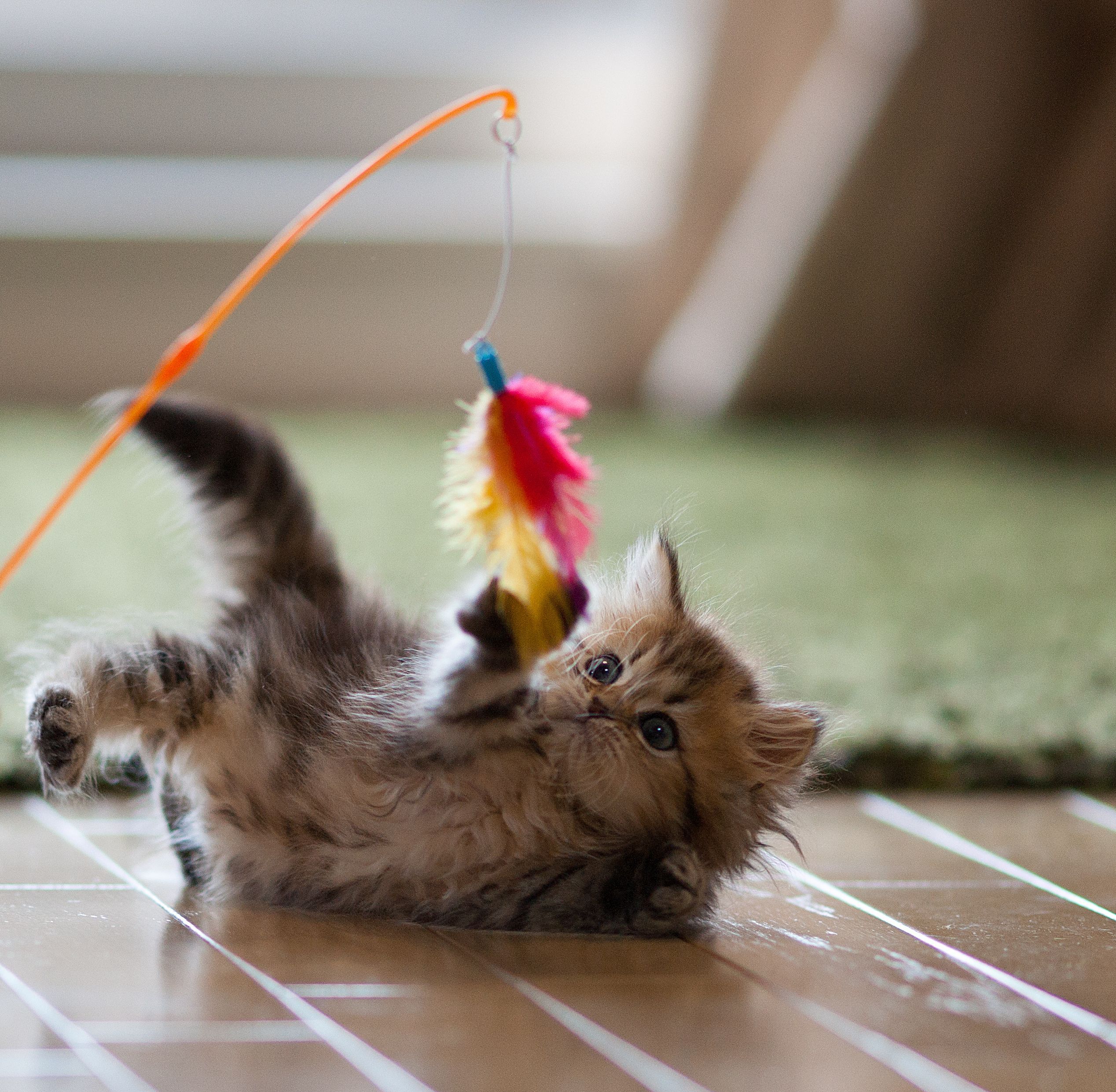 litter cat