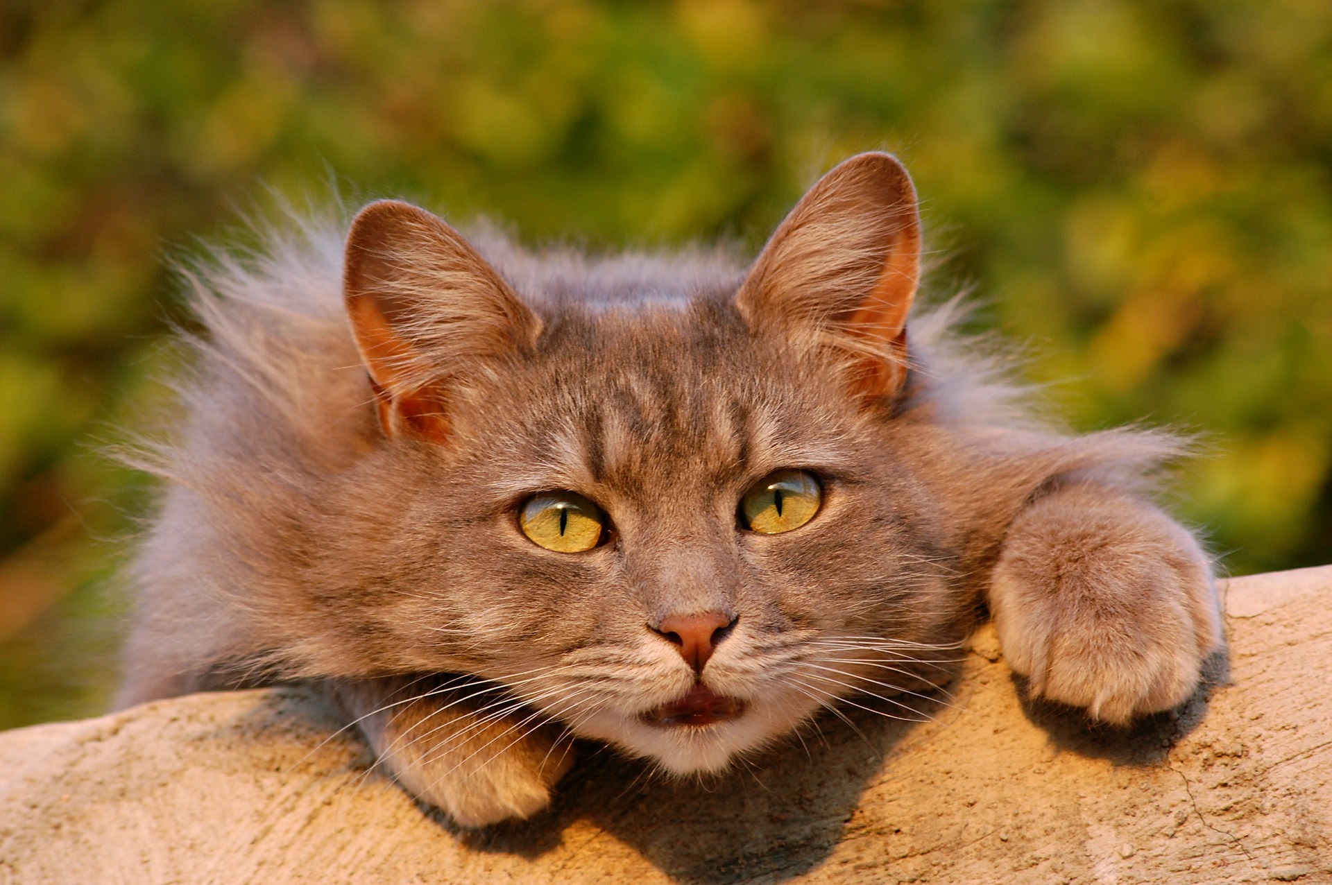 litter cat